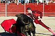 Les Taureaux dans l'Arène