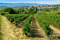 Visite d'un vignoble